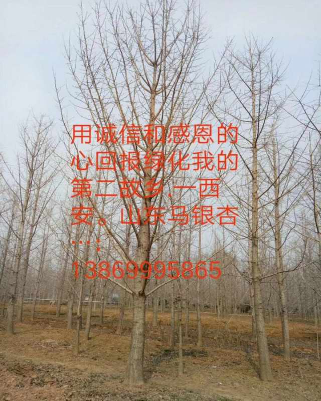 冬天银杏树实拍(图1)