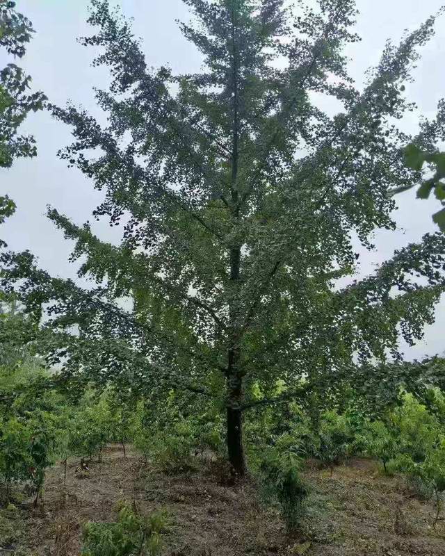 精品银杏树(图1)