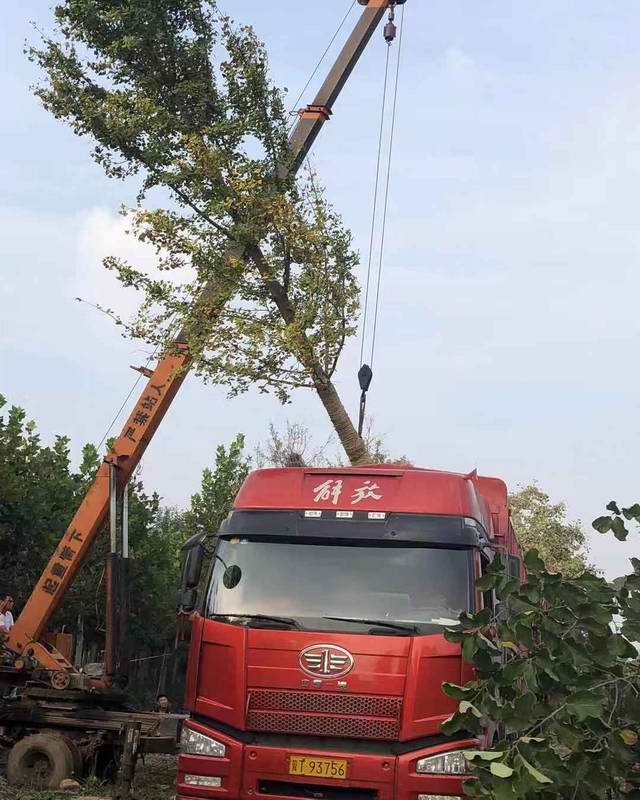 银杏树装车发货西安(图1)