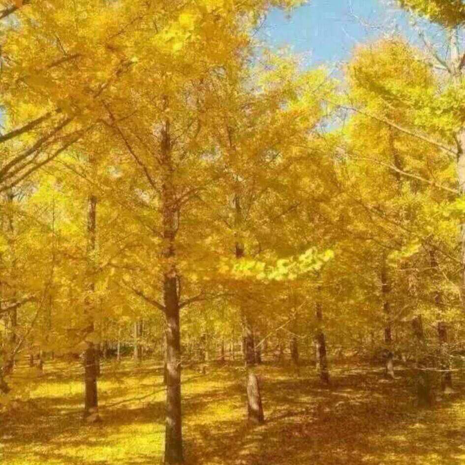 秋天银杏树苗圃图片(图1)