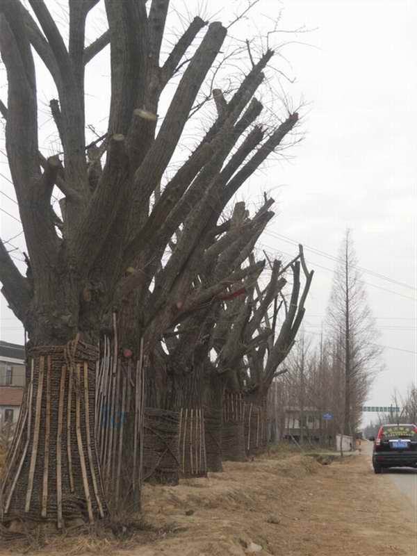 移植大规格银杏树(图1)