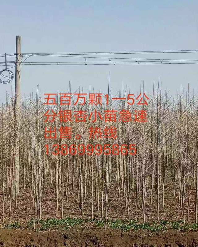 银杏树小苗基地