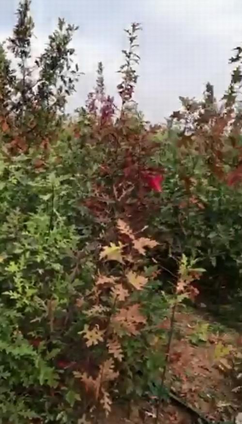弘景彩叶树苗圃（三）(图1)