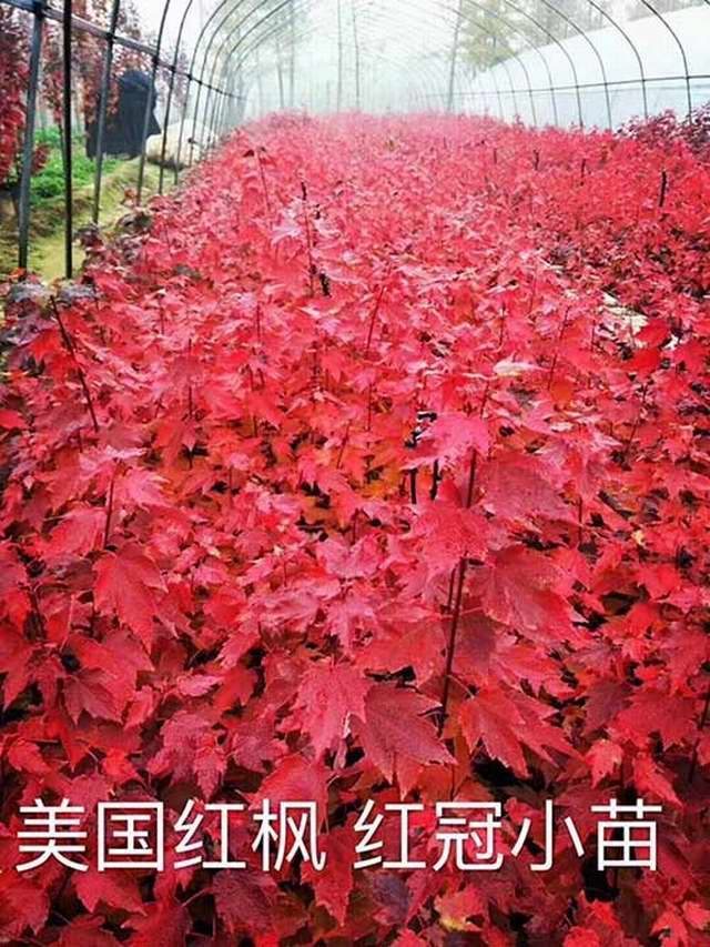 红冠红枫小苗图(图1)