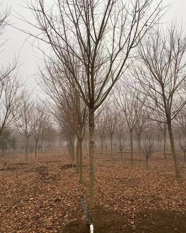 五角枫