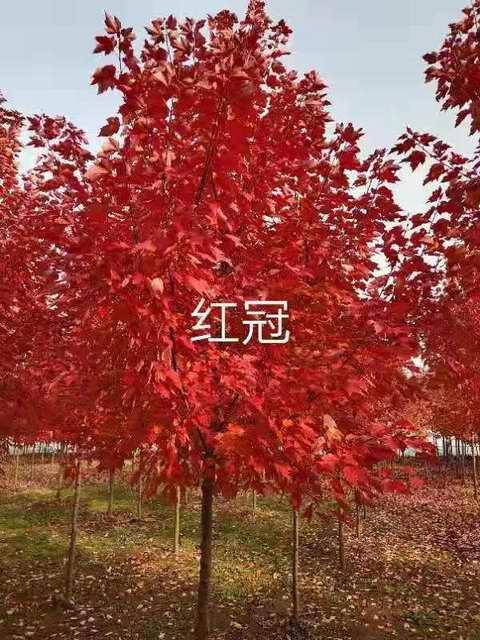 对美国红冠红枫黑夜病防治方法(图1) 对美国红冠红枫黑夜病防治方法(图1)