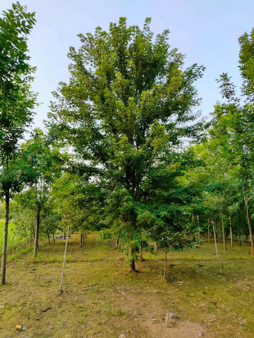 山东临沂美国红枫基地(图1)