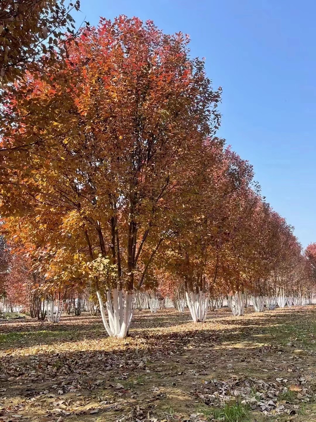 丛生美国红枫种植基地(图1)
