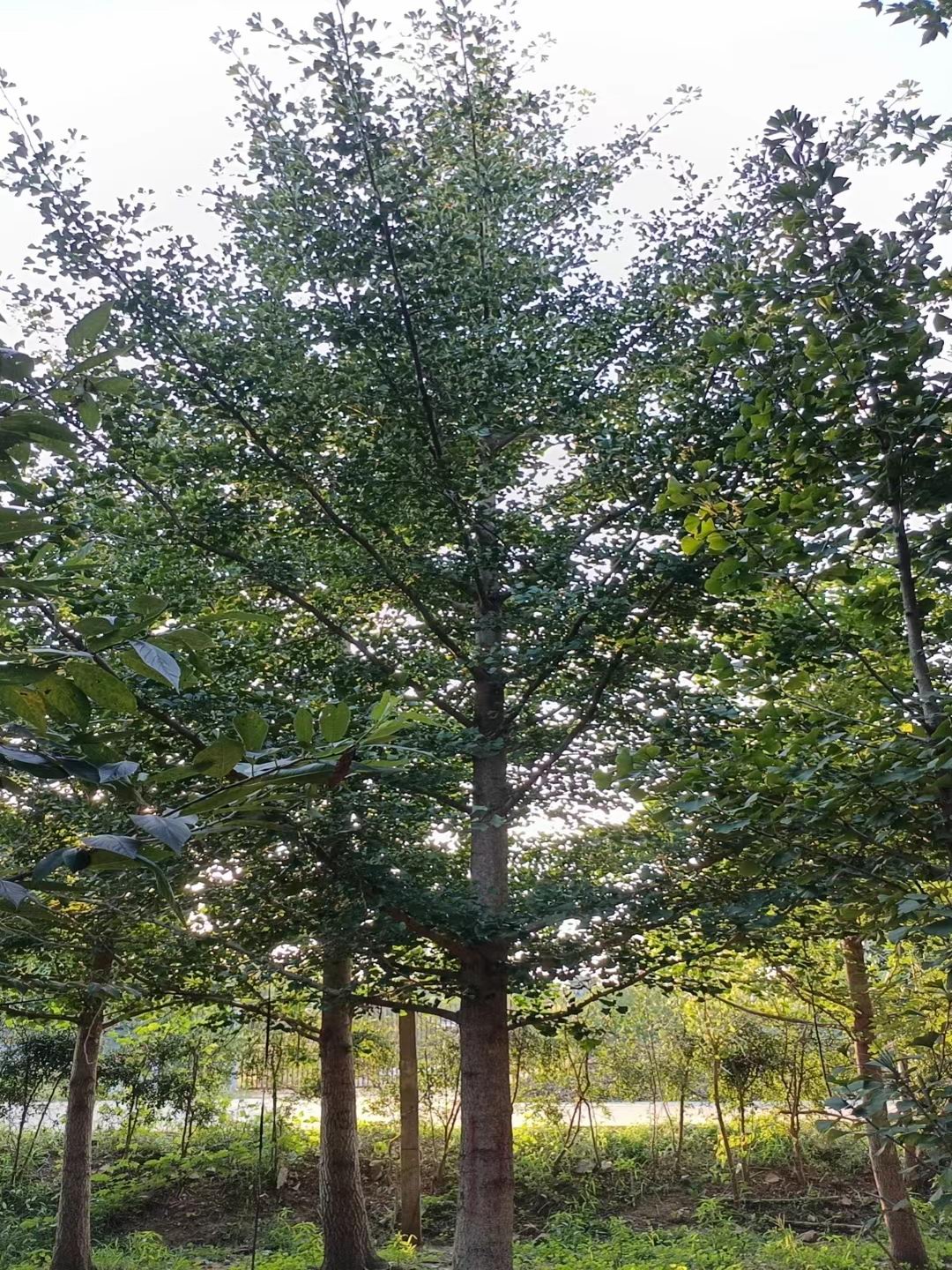 银杏树基地实拍(图1)