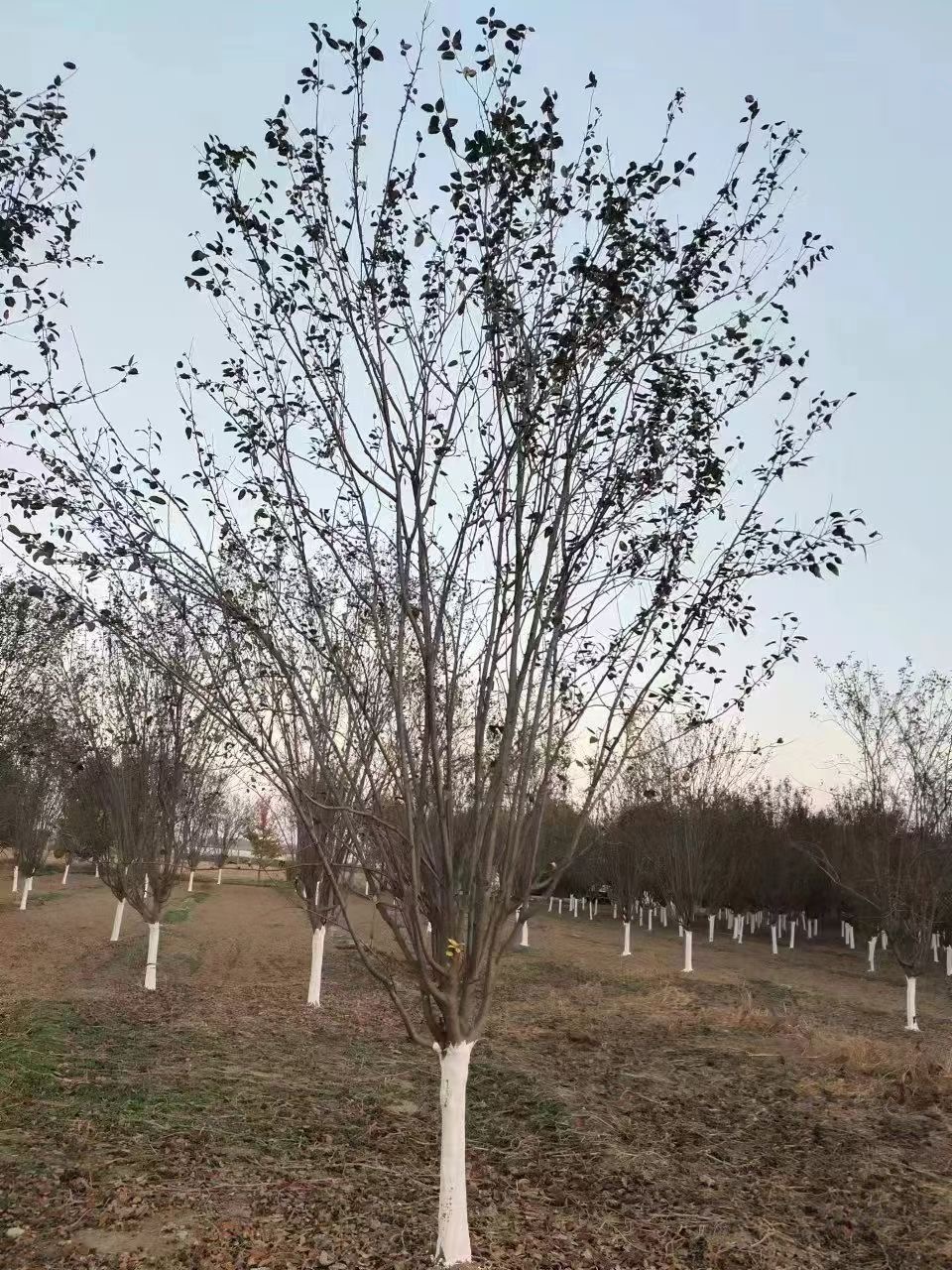 西府海棠