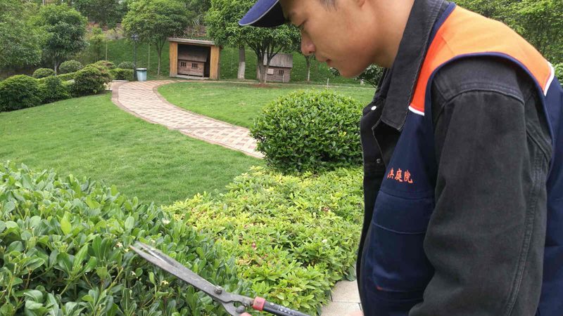 绿植租摆：优势与挑战并存