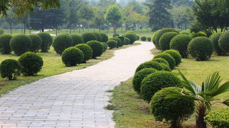 成都写字楼绿植租赁服务