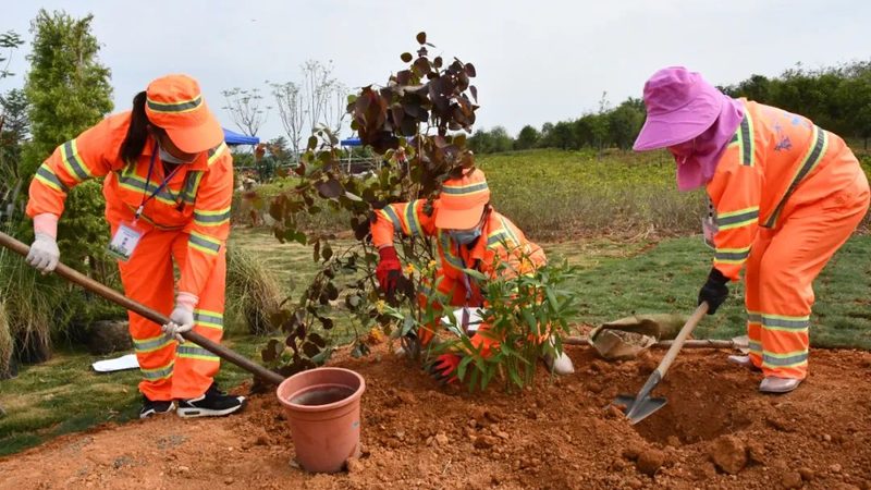 道路绿化树种选择：如何兼顾美观与生态**