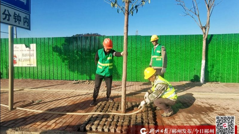 苗木种植技术视频教程：从选苗到养护的完整步骤详解