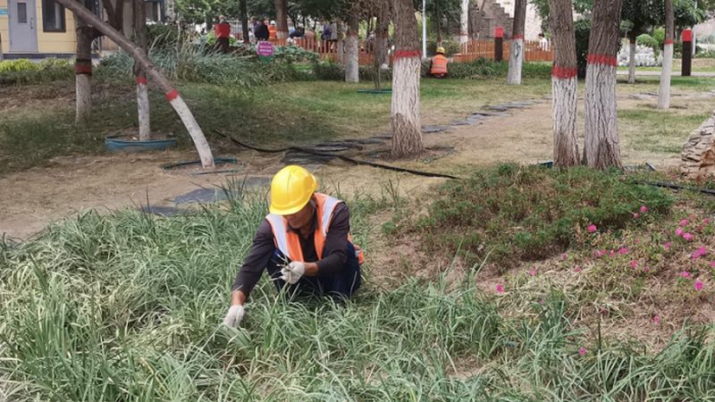 小区草坪病虫害防治：关键步骤与常见误区**